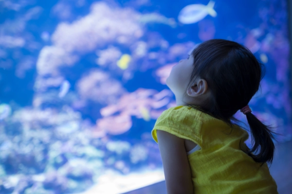 little girl at the aquarium